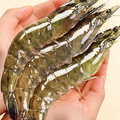 Frozen Raw Whole Prawns